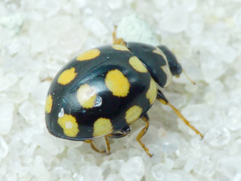 Coccinula quatuordecimpustulata (Linnaeus, 1758)